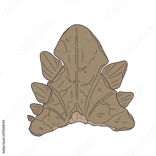 Illustration showcasing the dorsal view of a Stegosaurus' bony plates, displaying detailed texture and form.