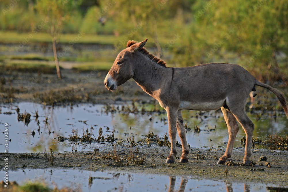 Fototapeta premium Donkeys, domesticated equids related to horses, are known for their long ears, distinctive bray, and resilience in arid environments. They are intelligent, social, and widely used as pack animals.
