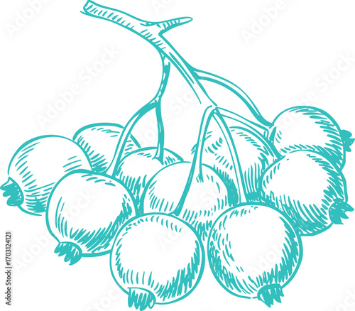 Vintage Teal Blackcurrants Illustration Graphic. A Rustic Nature-themed Design for Cottagecore