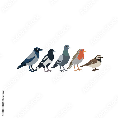 Sparrow, bullfinch and crow in a minimalist style. minimalistic vector. Illustrations