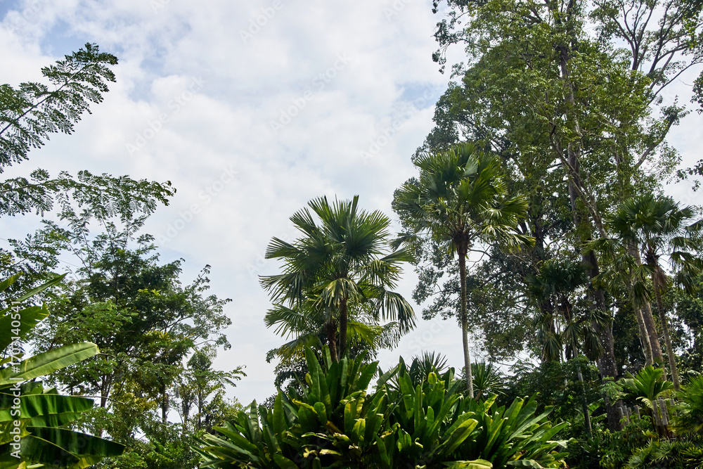 Obraz premium Lush tropical jungle with palm trees and dense green foliage under cloudy sky.