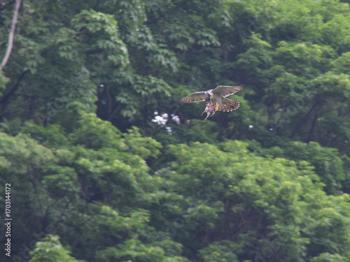  A male peregrine falcon re-evaluates the food he caught during a courtship feeding during the spring breeding season (hyper-zooming shot) / 春の繁殖期に求愛の給餌行為で捕獲した餌を咥えなおすハヤブサの雄 (超望遠ズーム撮影)