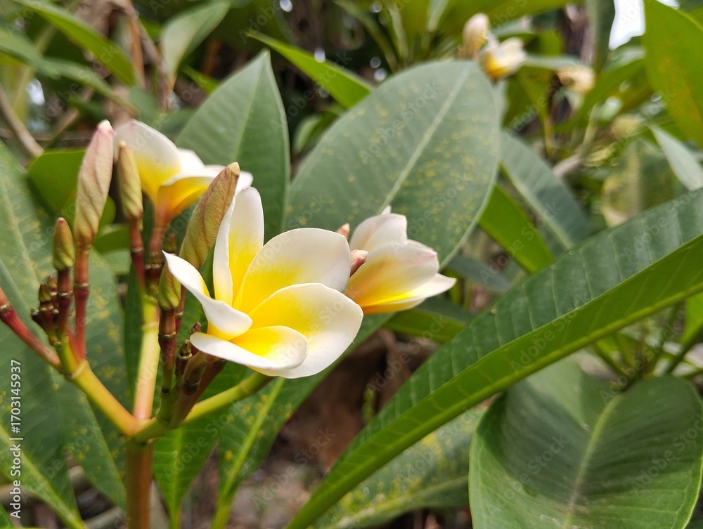 Obraz premium Beautiful yellow frangipani flowers (plumeria alba) in outdoor garden, close up view
