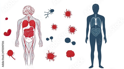 Illustration of the human body with red inflammation marks on brain, heart, and gut 