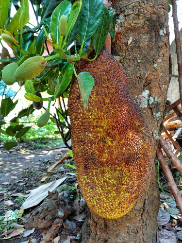 Closeup of ripe jackfruit hanging on tree with green leaves, tropical exotic fruit concept, organic farming, agriculture, healthy food, and natural background.