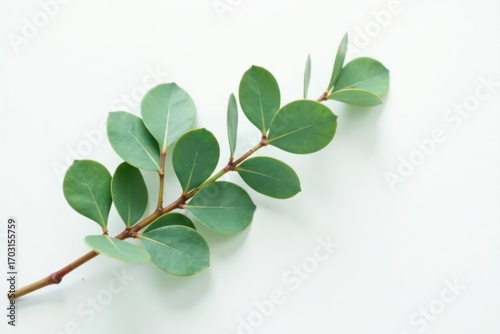 Minimalist eucalyptus sprig on white, green leaves, floral backdrop, clean, eucalyptus
