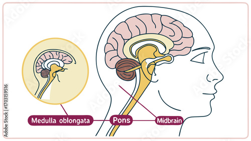 Detailed Anatomical Illustration of the Human Brain and Brainstem Structures