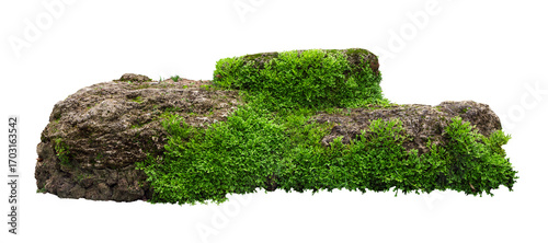 Tropical plant fern moss bush tree jungle stone rock isolated on white background with clipping path.	

