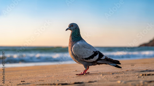 Majestic pigeon standing proudly on a sandy beach during a beautiful sunset, nature photography