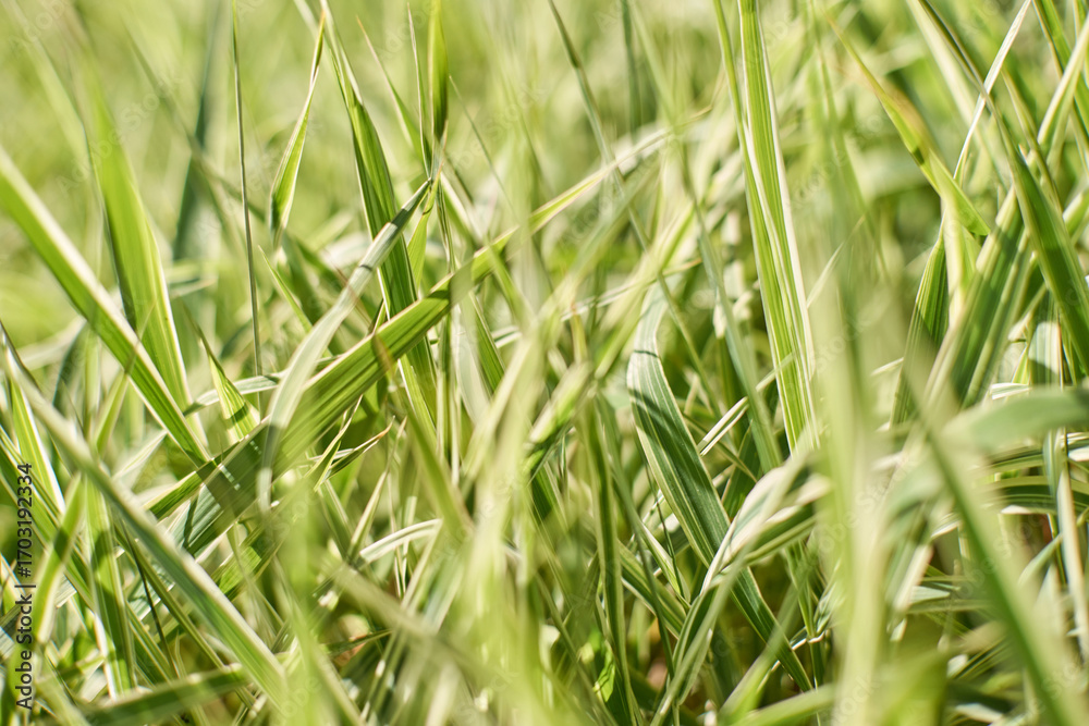 Obraz premium Close-up of lush green grass blades in sunlight creating a vibrant natural texture.
