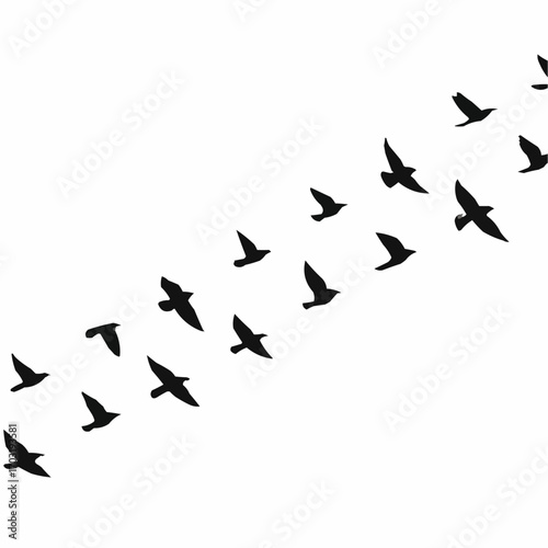 birds on a white background