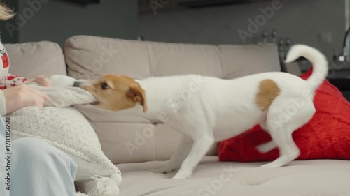 Woman playing with dog on couch. Jack Russell terrier pulling pillow, playing tug of war with owner at home. Person has fun with active pet