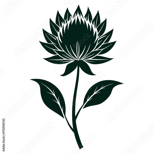 scadoxus-puniceus alba silhouette vector illustration on white background