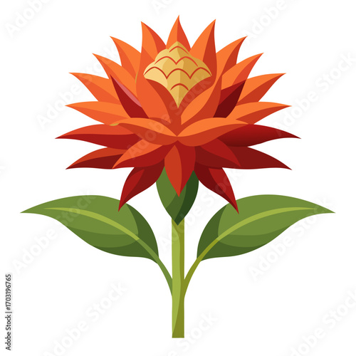 scadoxus puniceus alba vector on white background