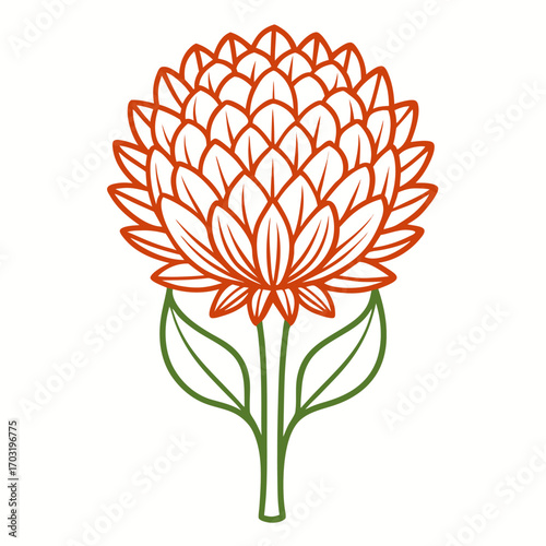 scadoxus puniceus alba line art on white 