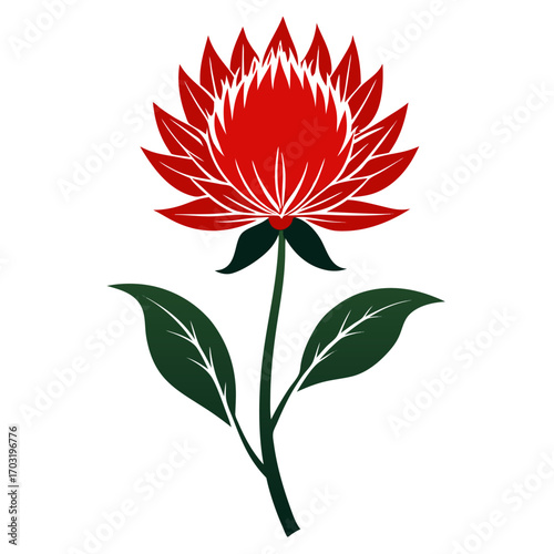 scadoxus puniceus alba silhouette on white 