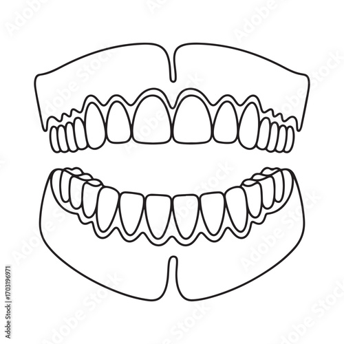 One continuous line Art drawing of anatomical complete adult human teeth set. with white background