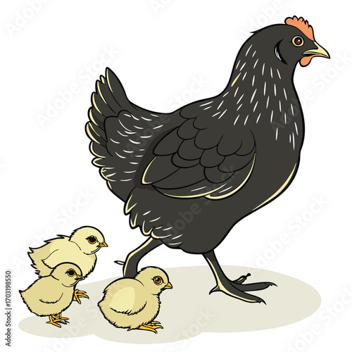 A mother hen with her chicks walking together in a field.
