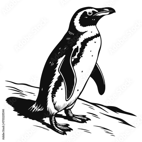 Penguin standing on a surface looking to the right.