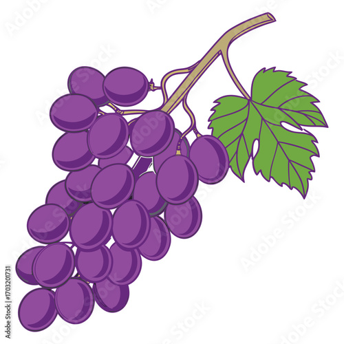 Dark Purple Grapes with a Single Leaf on a White Background Keywords: grapes, dark purple grapes, bunch of