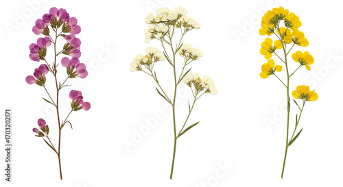 Three delicate sprigs of dried flowers in purple white and yellow hues