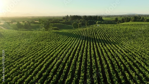 Vineyards in aerial drone video over a vineyards in an amazing Chilean landscape, Sunset
