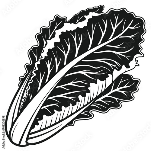 Close-up of a Single Bok Choy Leaf, Detailed Illustration.