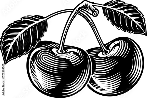 cherry fruit vector illustration