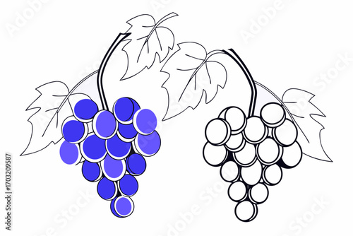 bunch of grapes vector