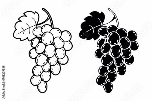 grapes vector illustration