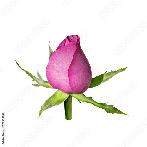 Pink Rose Bud Isolated on White with Green Stem and Leaves