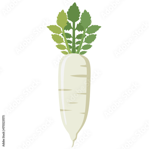 Vector illustration of daikon radish with green leaves, flat minimal style, isolated on white