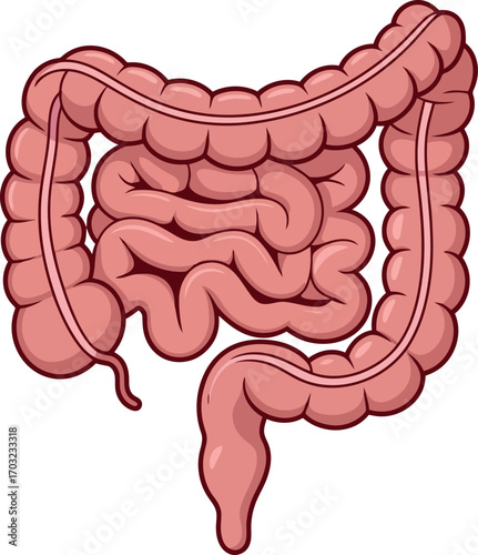 Human digestive system anatomy detailed intestine illustration medical science healthy gut biology vector hand drawn