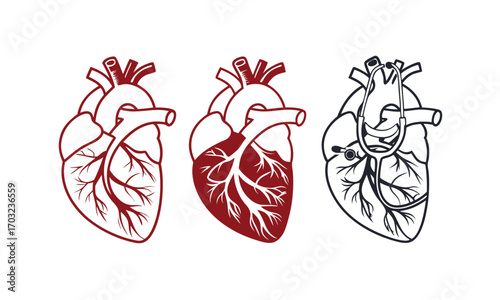 Anatomical Heart Variations: An artistic depiction of three human hearts in a row. Each unique representation of the heart, showcasing its intricate network of vessels and chambers. 