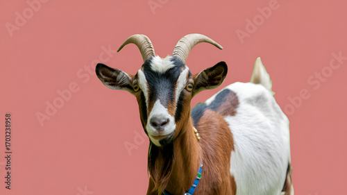 cute goat portrait on pink background, farm animal close up, domestic livestock photography with funny expression, natural horned mammal symbol of countryside life