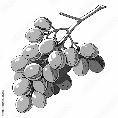 Monochrome Illustration of a Bunch of Grapes on a Vine.