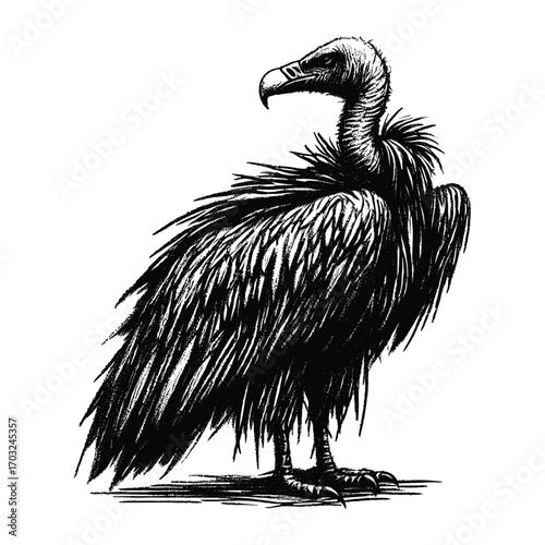 Vulture Bird Vintage Engraving