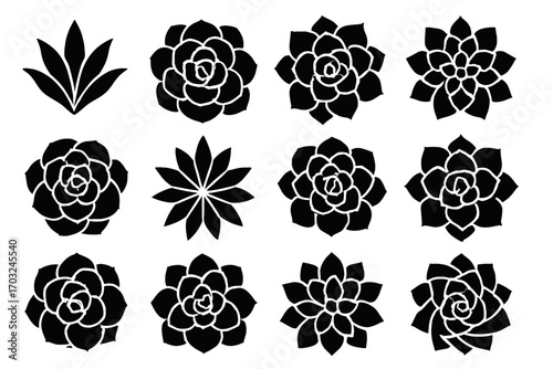 From vector bloom rosette shape agave above cactus spiral layered succulent icons