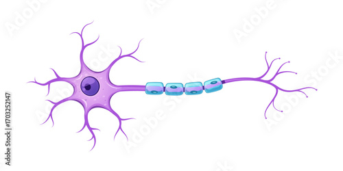 Neuron nervous system anatomy (nerve cell) vector isolated on white background