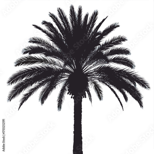 palm tree silhouette