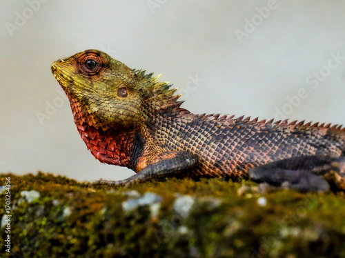  stone color Asian lizard on rock