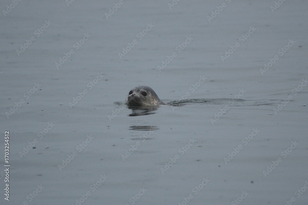 Fototapeta premium sea-otter swimming 