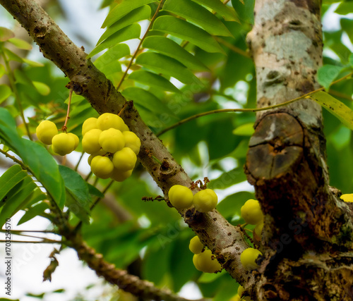 Indian gooseberry tree and berry