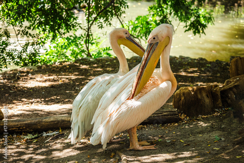 Photography Two great white pelicans standing near water and resting in natural environment