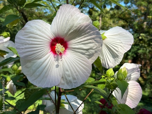 Hibiscus moscheutos, the rose mallow, swamp rose-mallow, crimsoneyed rosemallow, eastern rosemallow flowering plant.