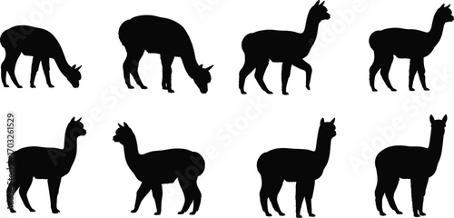 Alpaca silhouette collection, black vector llamas in various poses, farm animal clipart, wildlife art, grazing and standing llamas