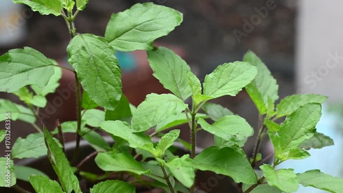 Close up basil leaves, Fresh holy basil leaves and green background