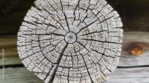 Fragment of an old tree with a knot, invoice of wood.
