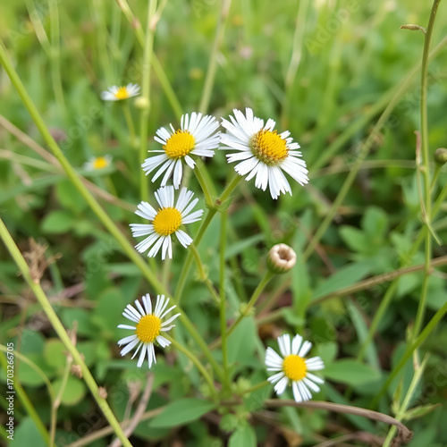 Northern Fleabane (Erigeron strigosus). Habit
