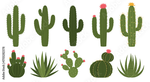 A collection of various desert cacti including saguaro prickly pear and barrel cactus varieties
